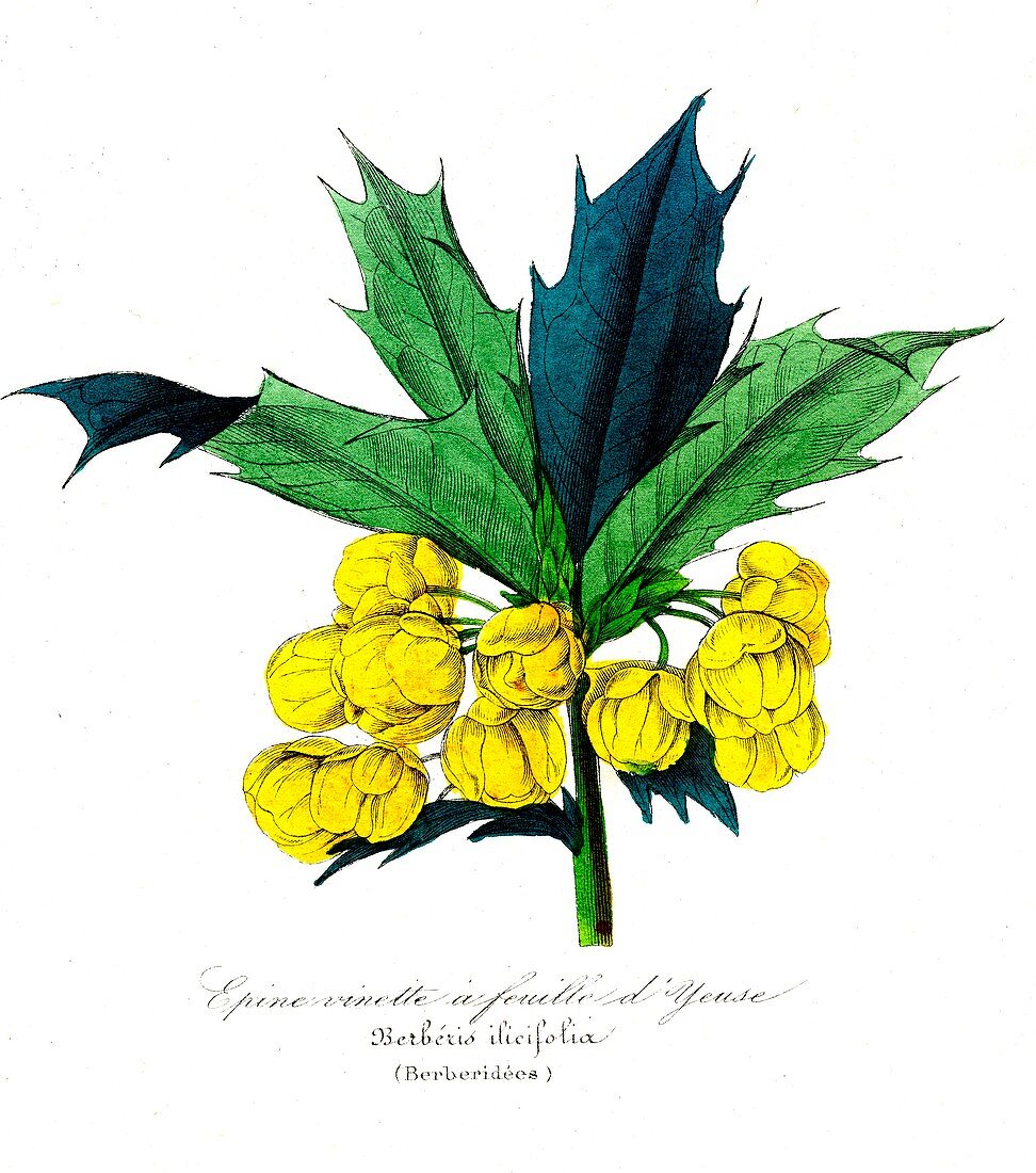 Barberry (Berberis ilicifolia), 19th C illustration