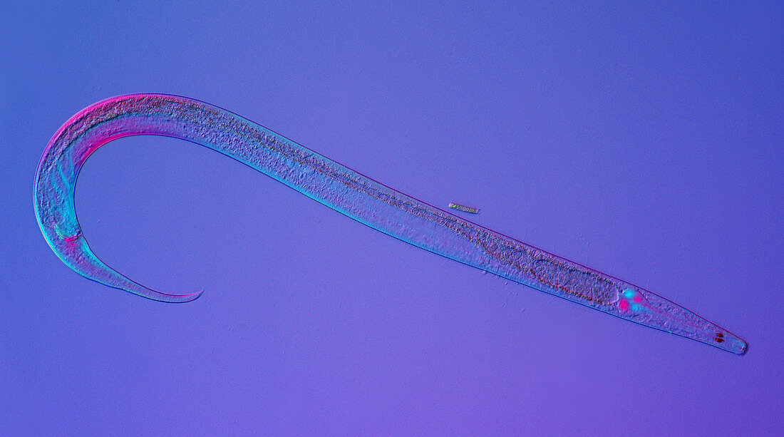 Nematode roundworm, light micrograph