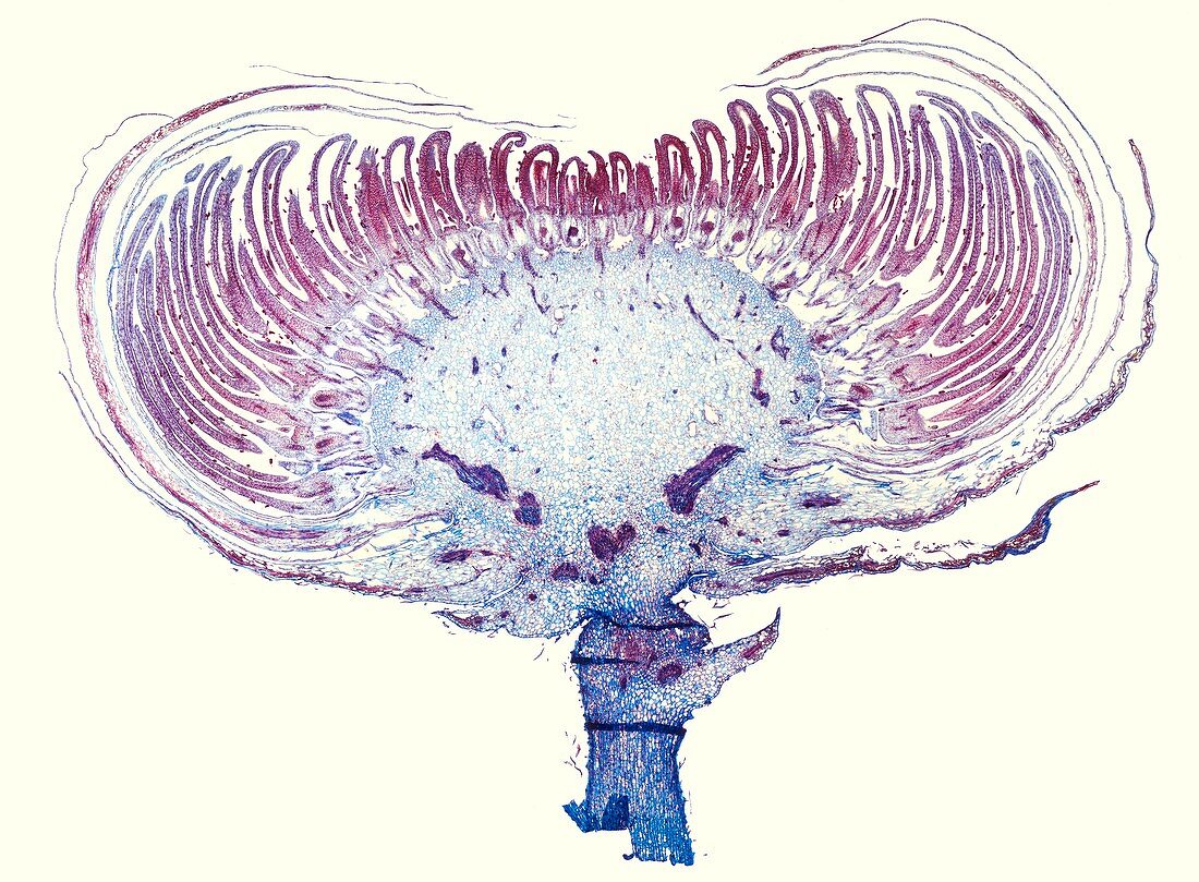 Chrysanthemum bud, light micrograph