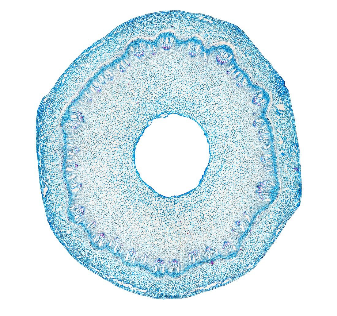 Teasel stem, light micrograph