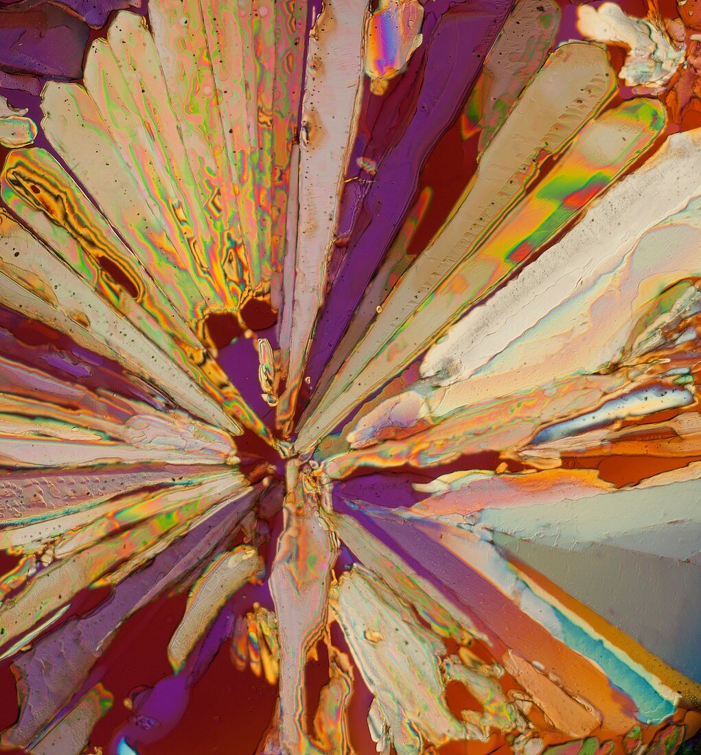 Unrefined sugar cane, polarised light micrograph