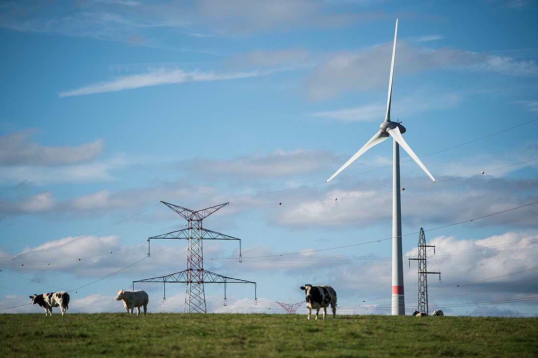 Cows, wind turbine and electricity pylons