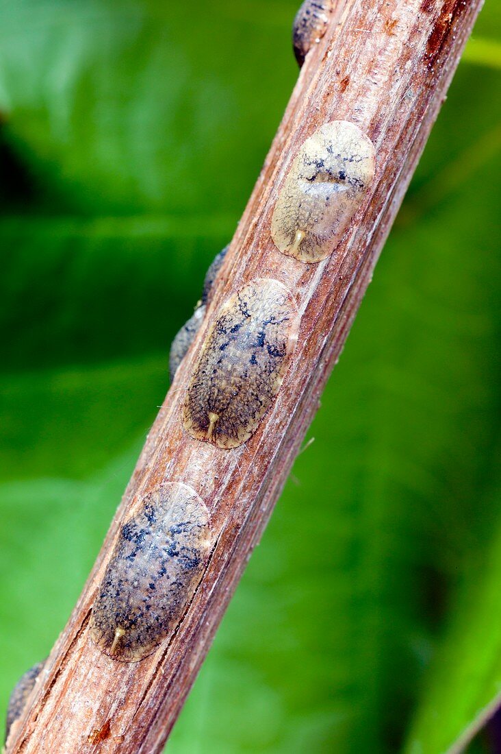 Brown scale insects on a vine stem