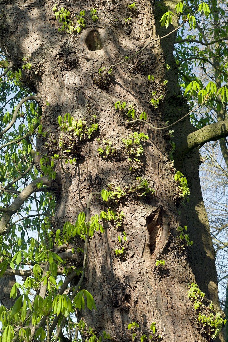 Epicormic growth on a horse chestnut tree
