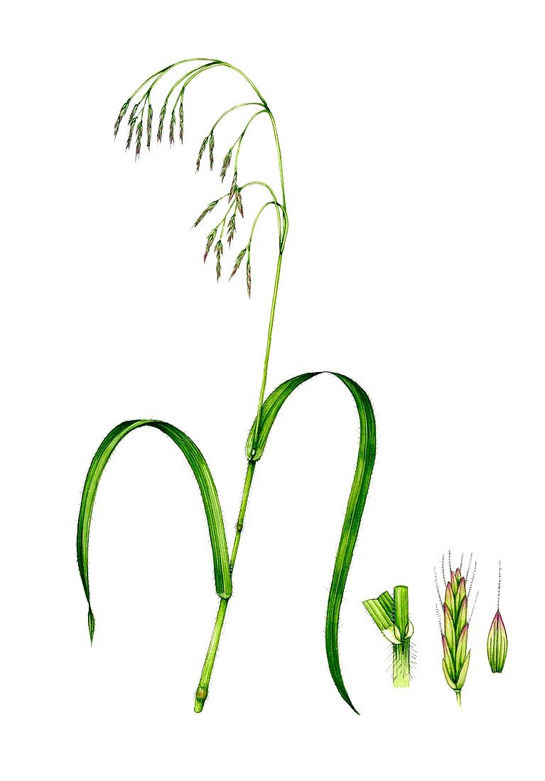 Hairy wood brome (Bromopsis ramosa) in flower, illustration