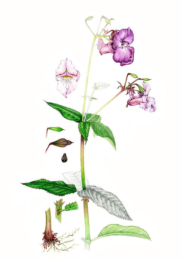 Himalayan balsam (Impatiens glandulifera), illustration
