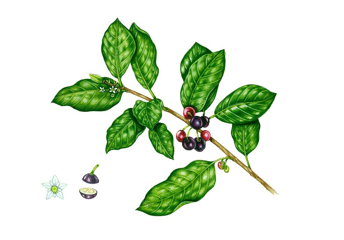 Alder buckthorn (Rhamnus frangula) in fruit, illustration