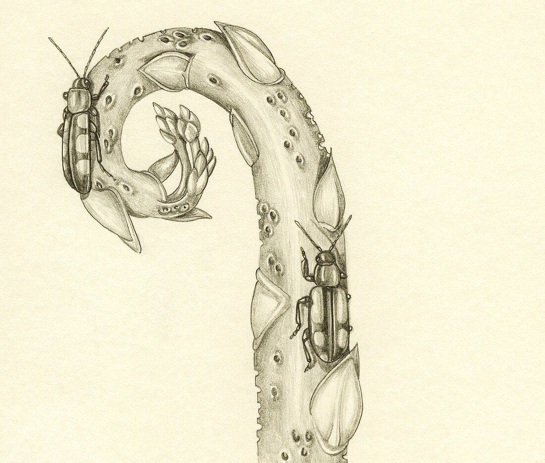 Beetles on developing plant stem, illustration
