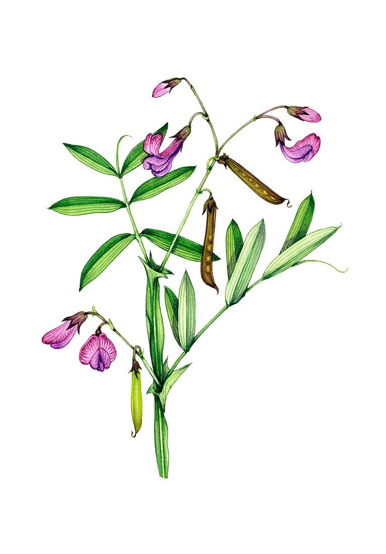 Bitter-vetch (Lathyrus linifolius) in flower, illustration