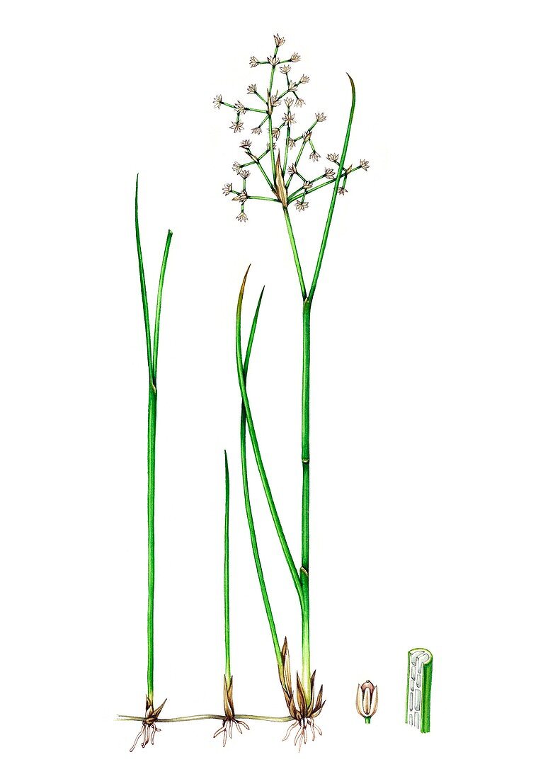 Blunt-flowered rush (Juncus subnodulosus), illustration