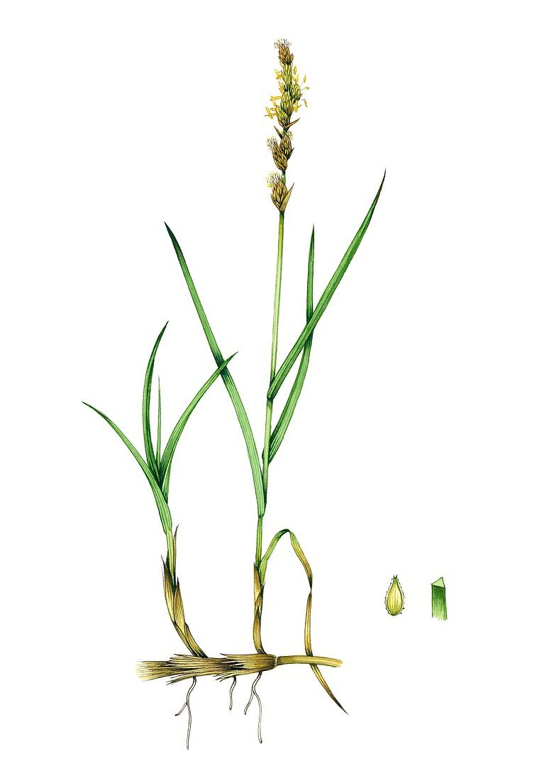 Brown sedge (Carex disticha) in flower, illustration