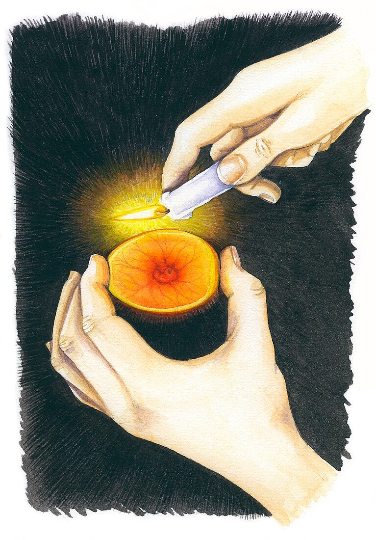Candling an egg, illustration