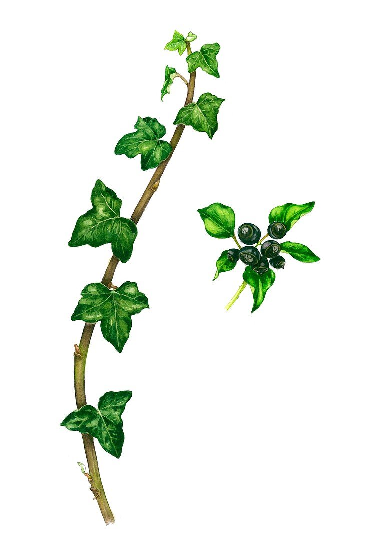 Common ivy (Hedera helix), illustration