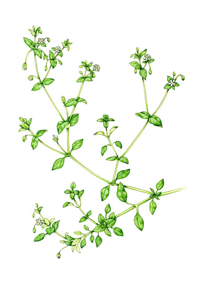 Chickweed (Stellaria media), illustration