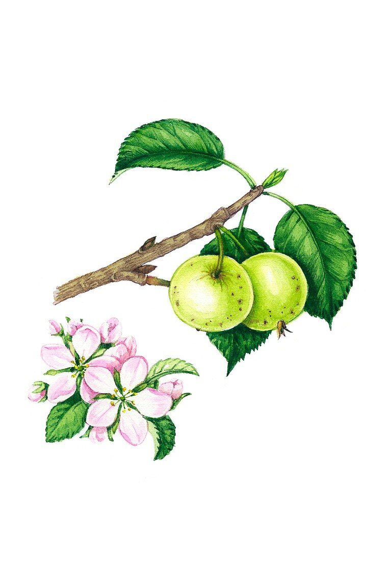 Crab apple (Malus sylvestris) fruit, illustration