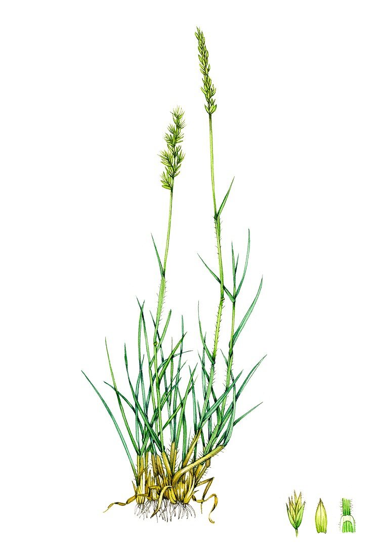 Crested hair-grass (Koeleria macranthus), illustration