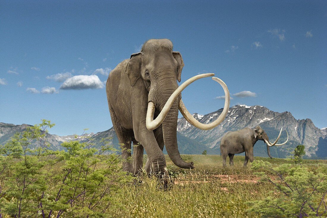 Imperial mammoth, illustration