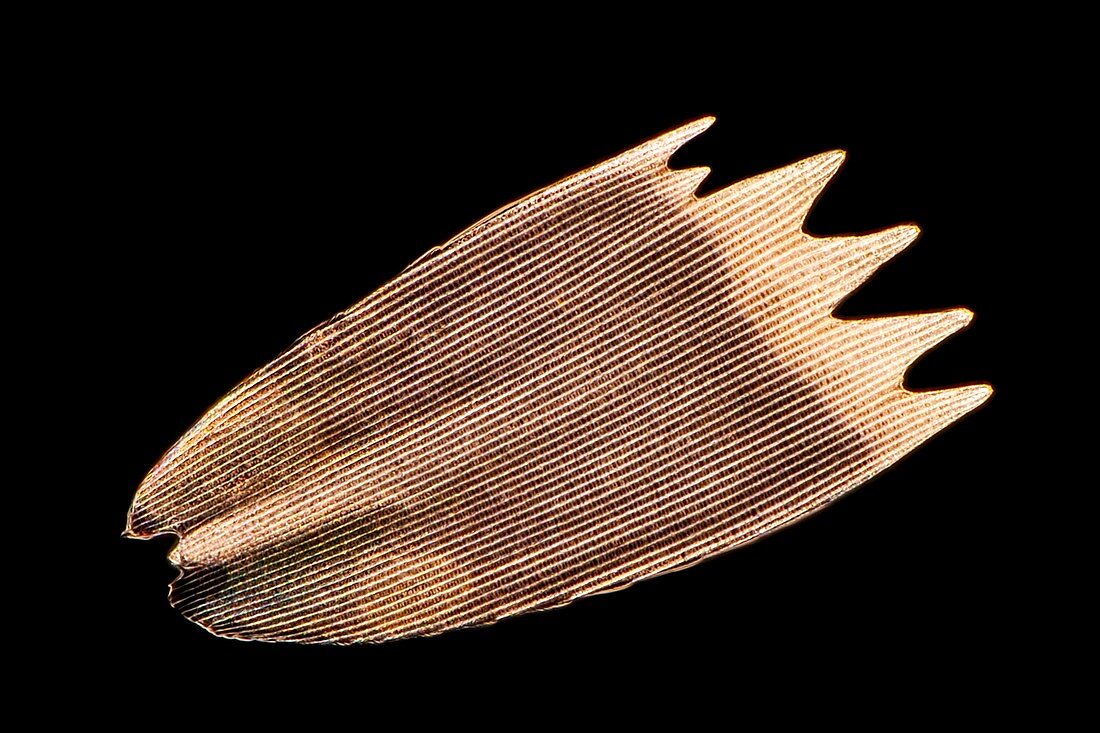 Butterfly wing scale, light micrograph