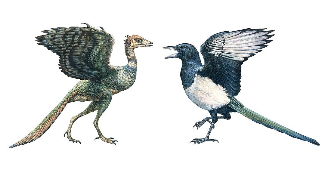 Archaeopteryx and a magpie, illustration