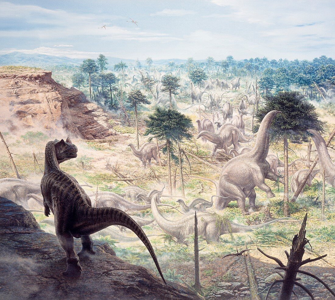 Ceratosaurus dinosaur and Apatosaur herd, illustration