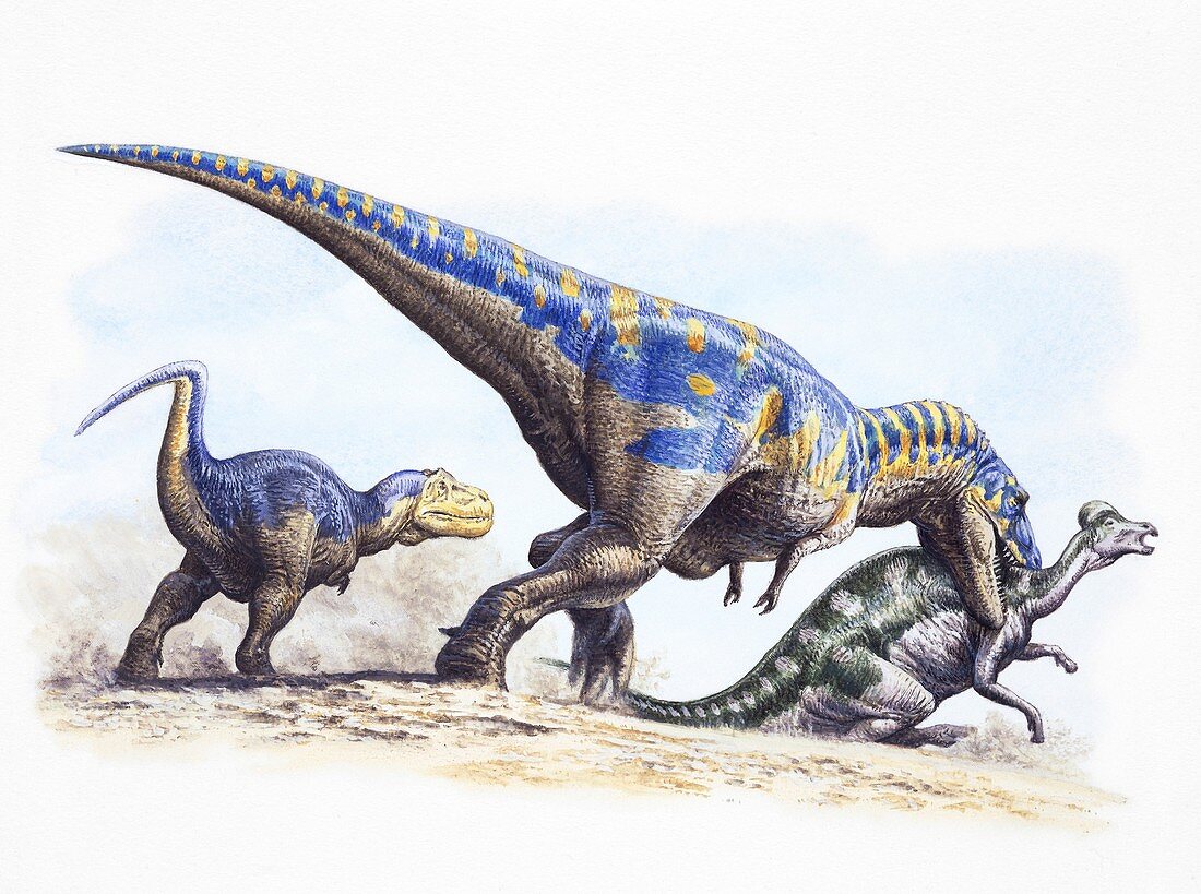 Tyrannosaurus rex hunting, illustration