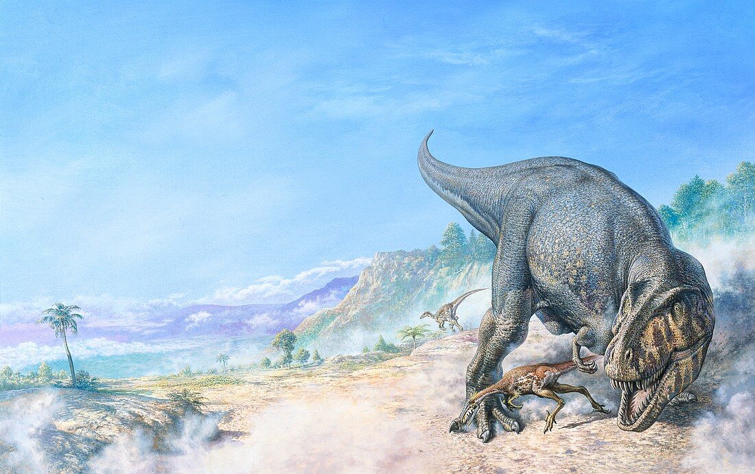 Tyrannosaurus rex hunting, illustration