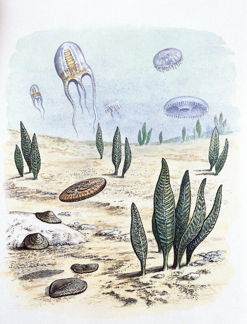 Ediacaran organisms, illustration