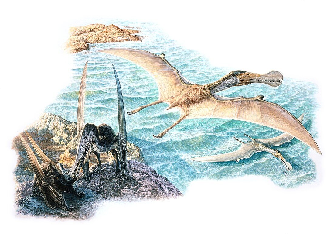 Ornithocheirus pterosaur, illustration