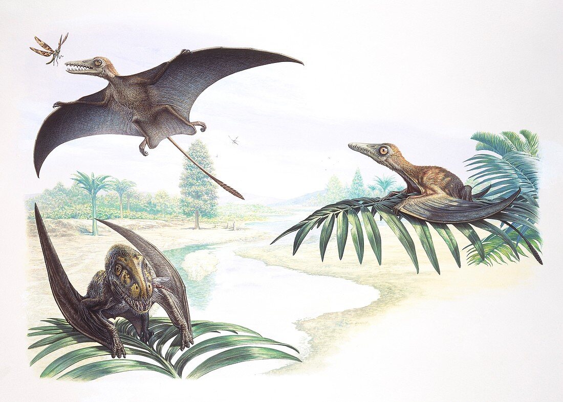 Sordes and Batrachognathes pterosaurs, illustration