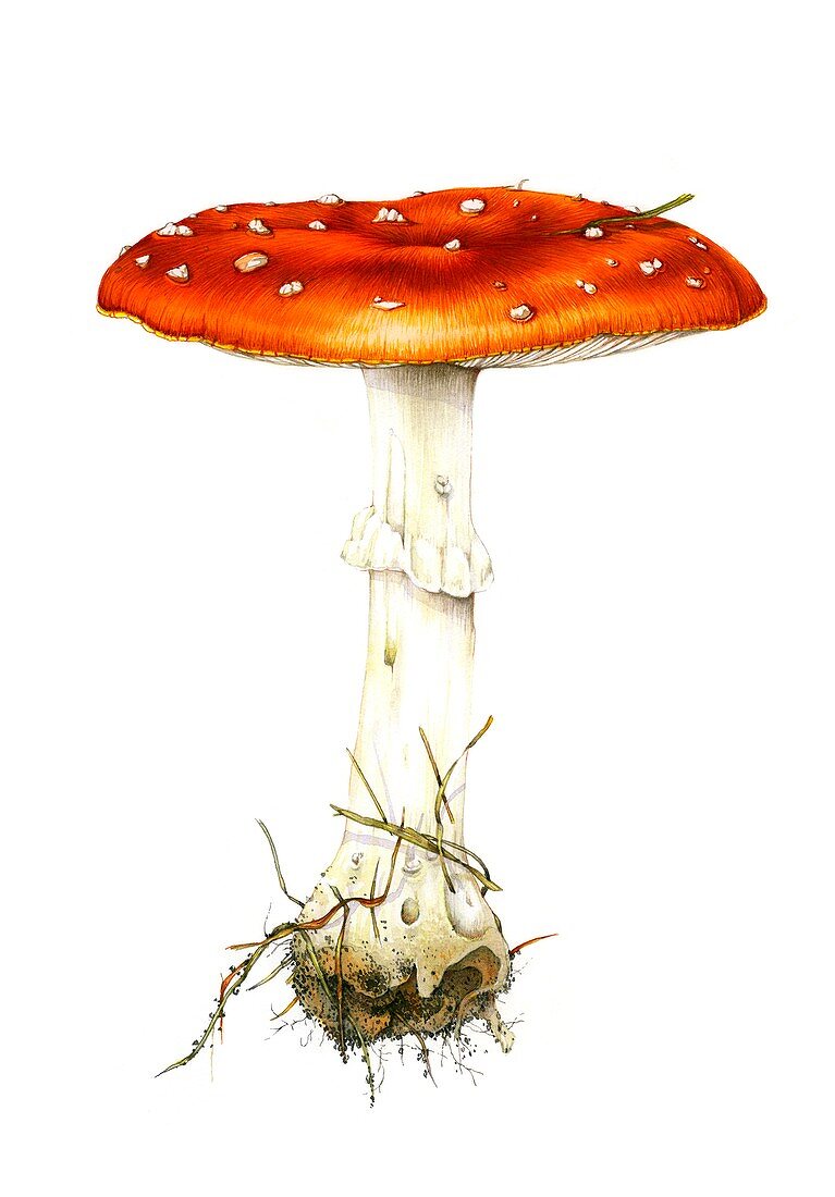 Fly agaric (Amanita muscaria) mushroom, illustration