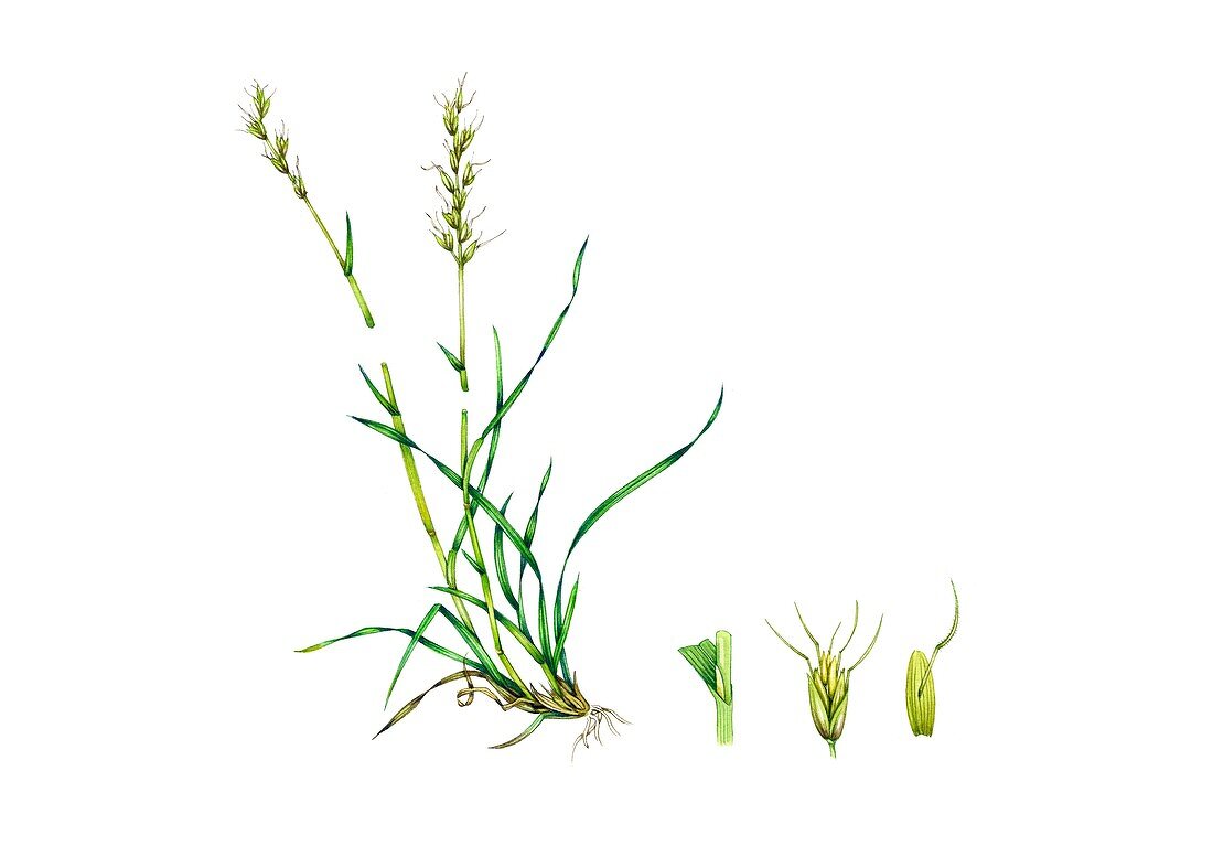 Meadow oat-grass (Avenula pratensis), illustration
