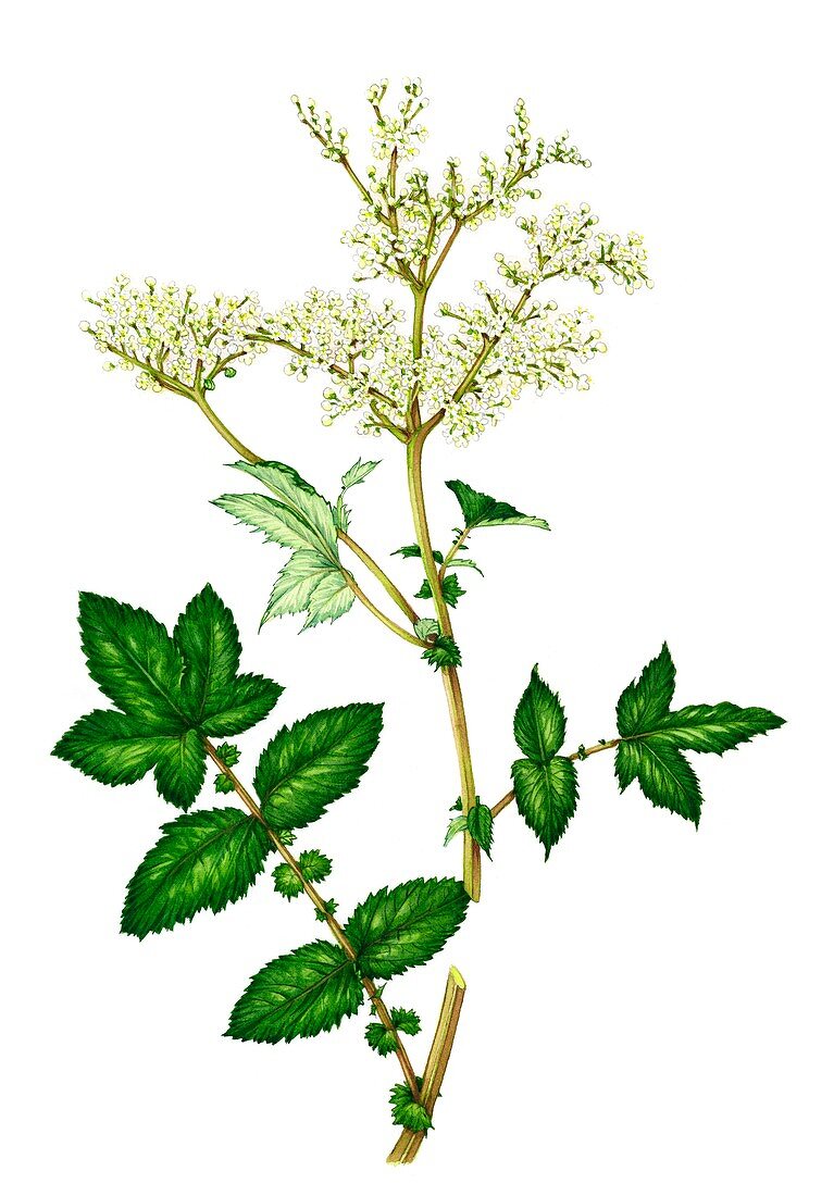 Meadowsweet (Filipendula ulmaria) in flower, illustration