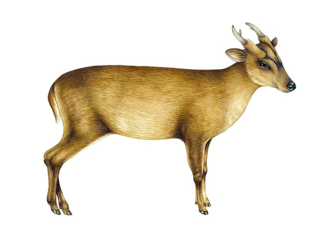Muntjac deer, illustration