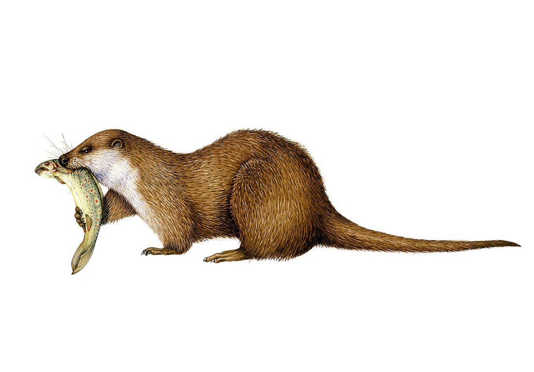 Otter eating brown trout, illustration