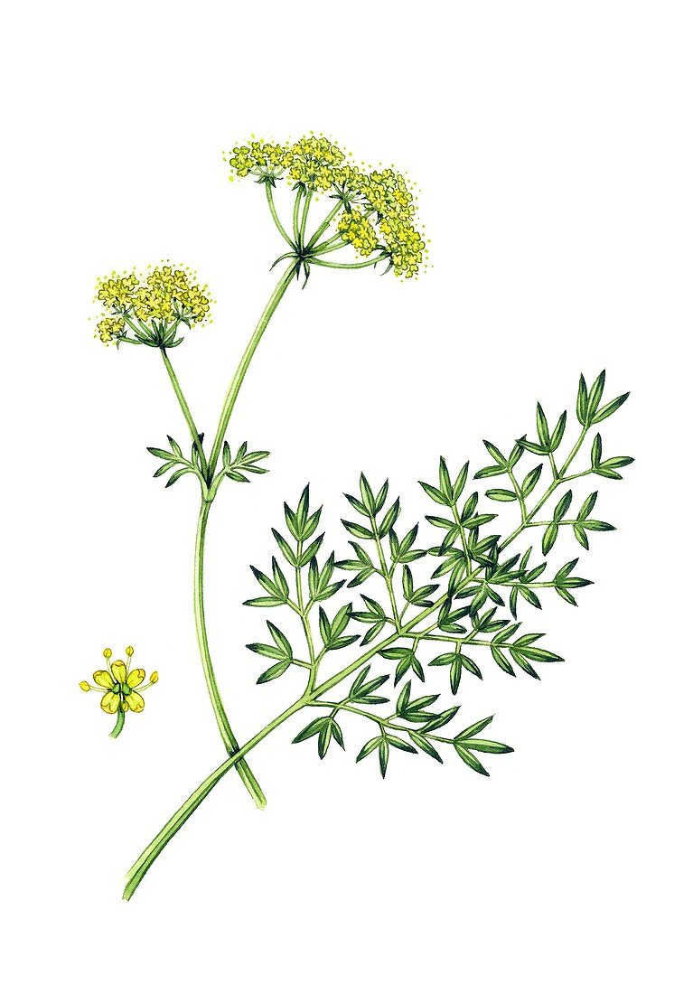 Pepper-saxifrage (Silaum silaus) in flower, illustration