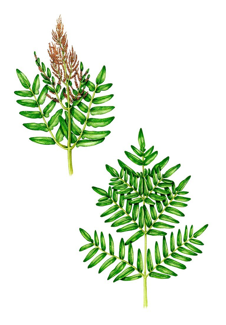 Royal fern (Osmunda regalis), illustration