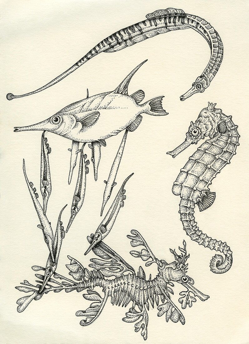 Syngnathid fish, illustration