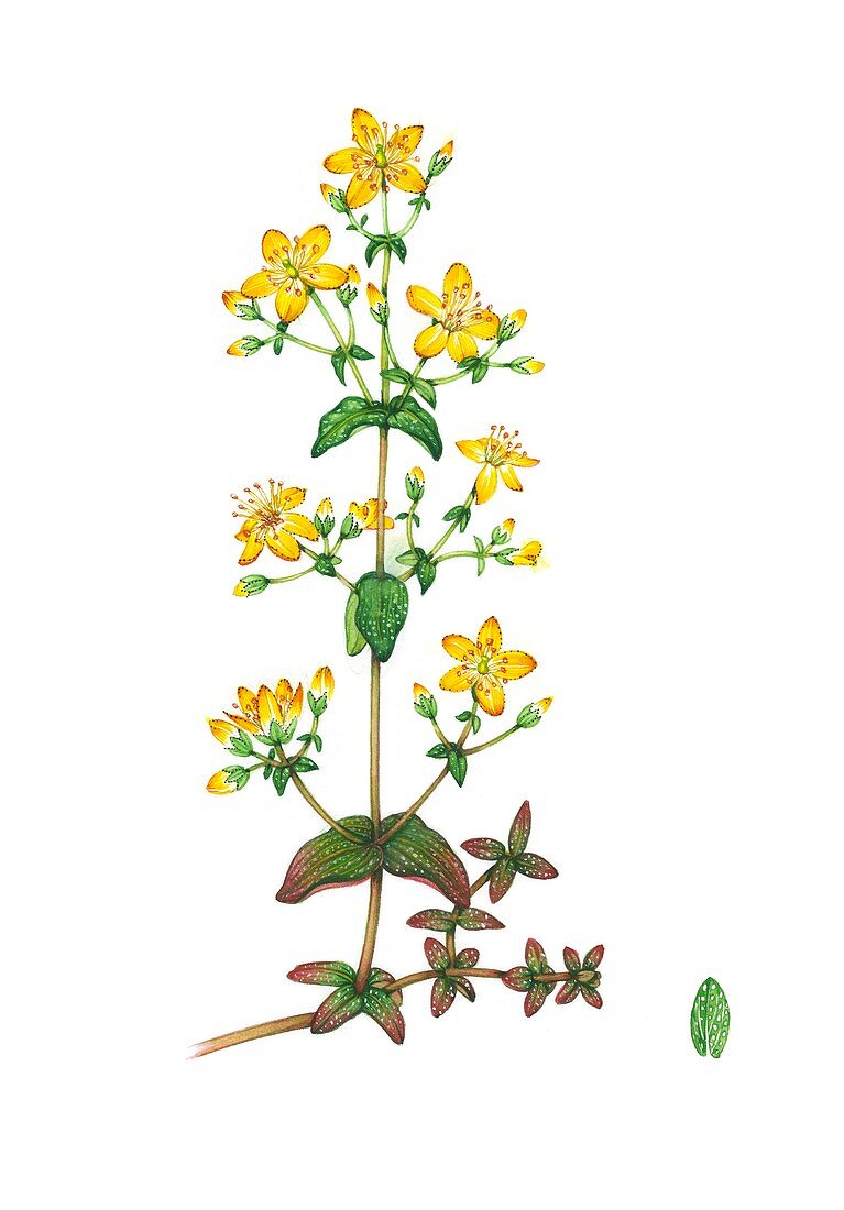Slender St. John's-wort (Hypericum pulchrum), illustration