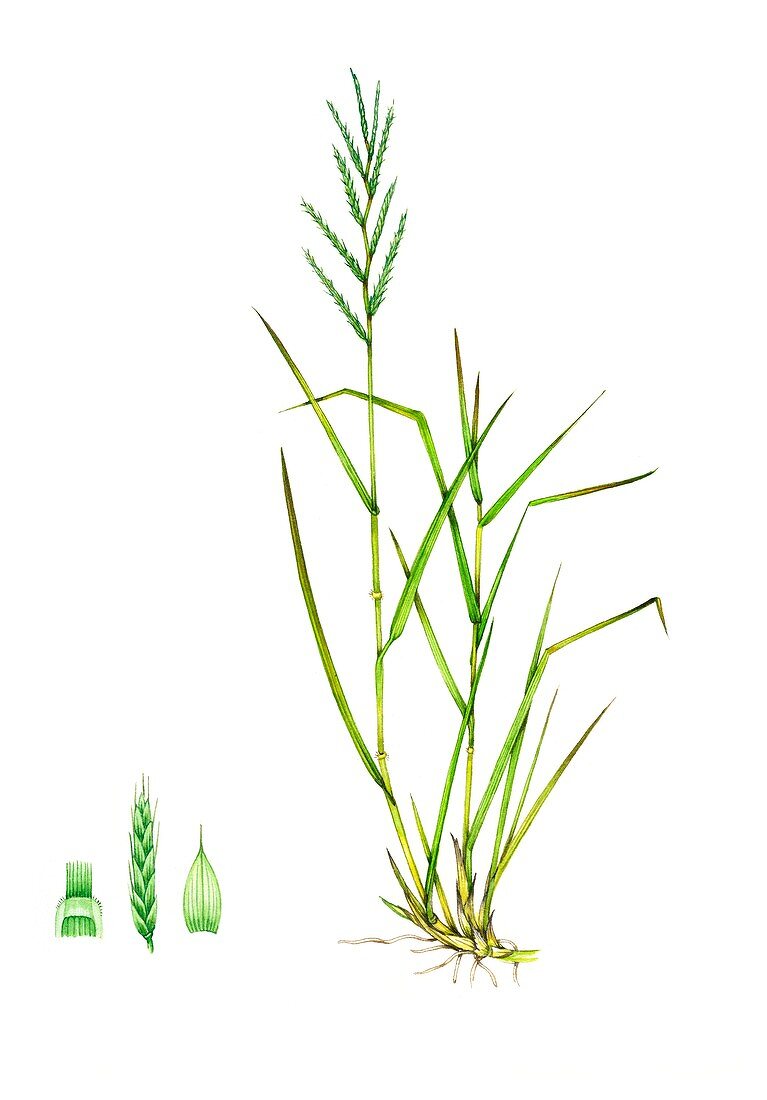 Tor-grass (Brachypodium pinnatum), illustration