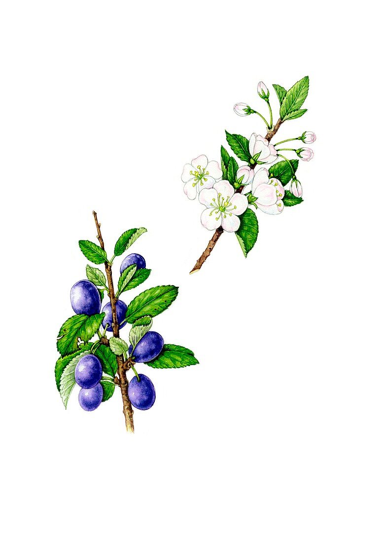 Wild plum (Prunus domestica) flowers and fruit, illustration