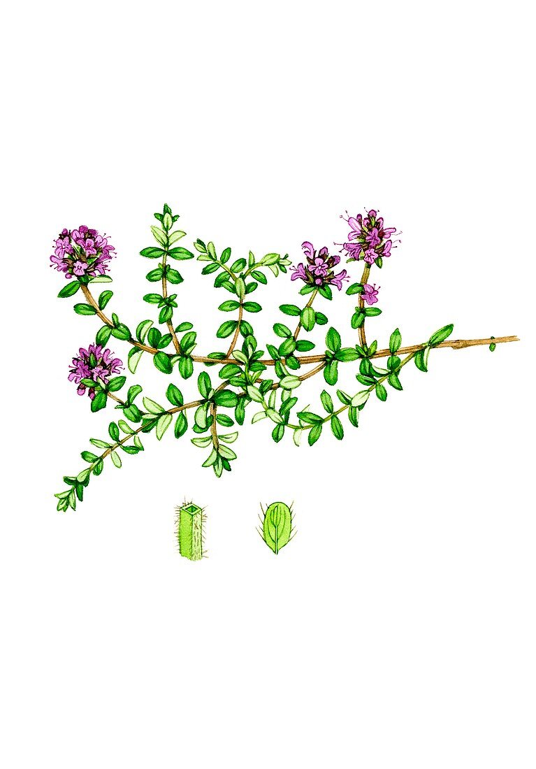 Wild thyme (Thymus polytrichus) in flower, illustration