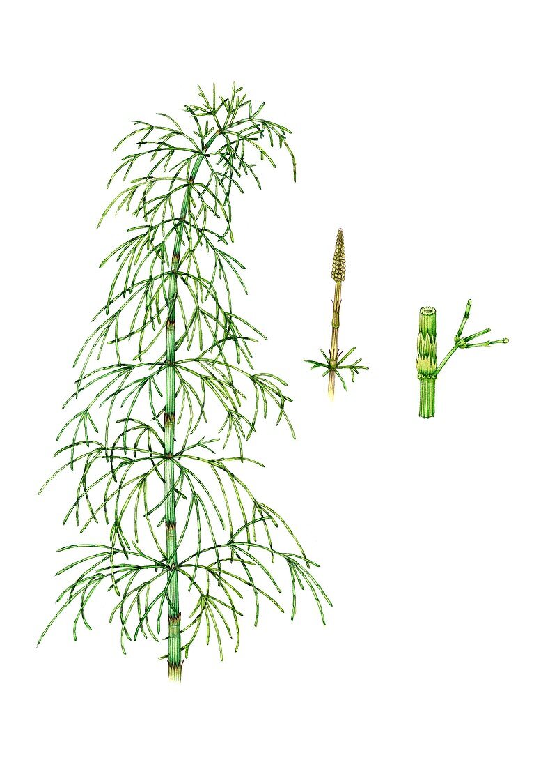 Wood horsetail (Equisetum sylvaticum), illustration