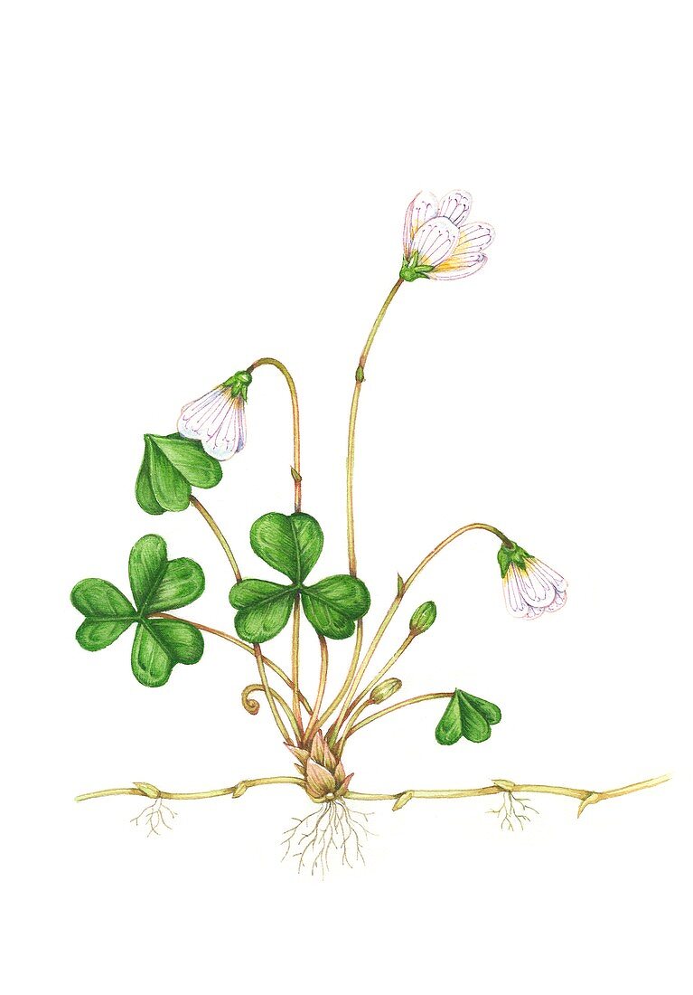 Wood sorrel (Oxalis acetosella) in flower, illustration