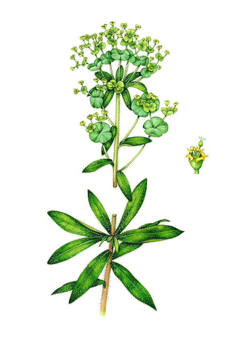 Wood spurge (Euphorbia amygdaloides) in flower, illustration