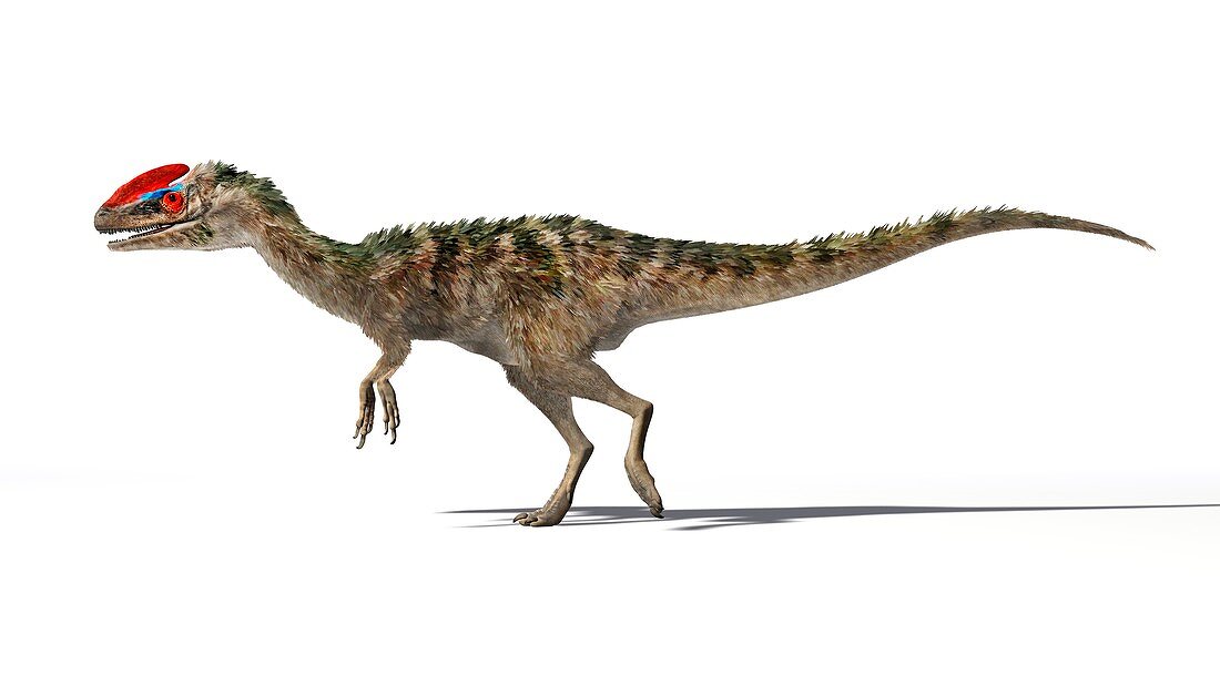 Guanlong dinosaur, illustration
