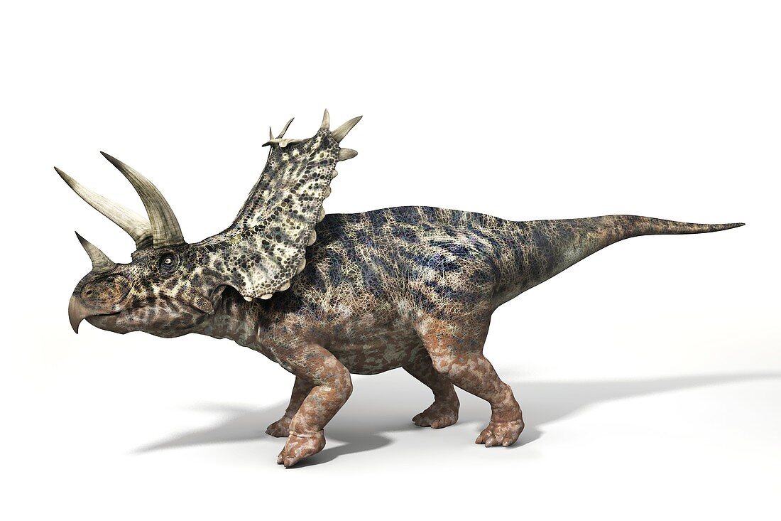 Pentaceratops dinosaur, illustration