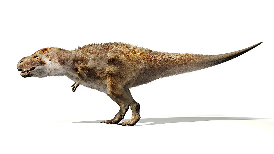 Tyrannosaurus rex dinosaur, illustration