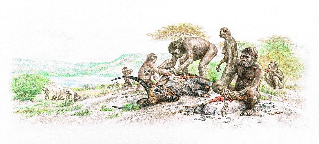 Homo habilis butchering an antelope, illustration