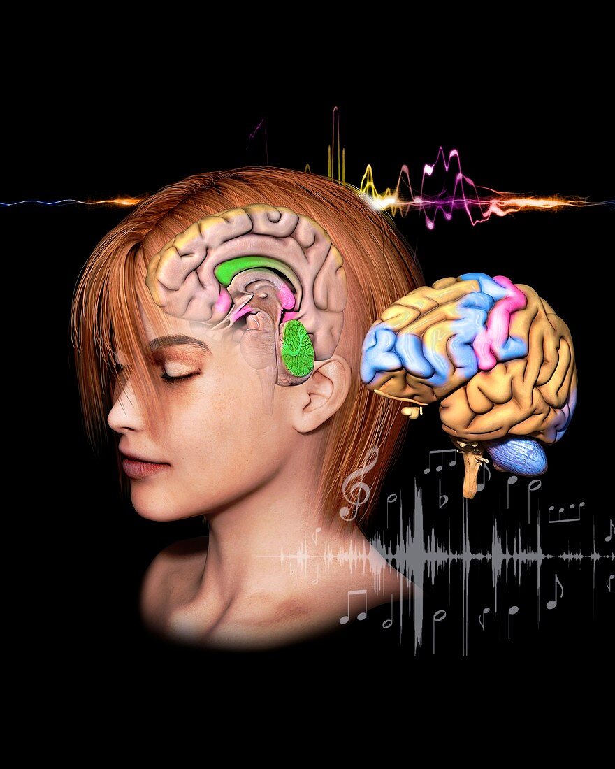 Music and the human brain, illustration
