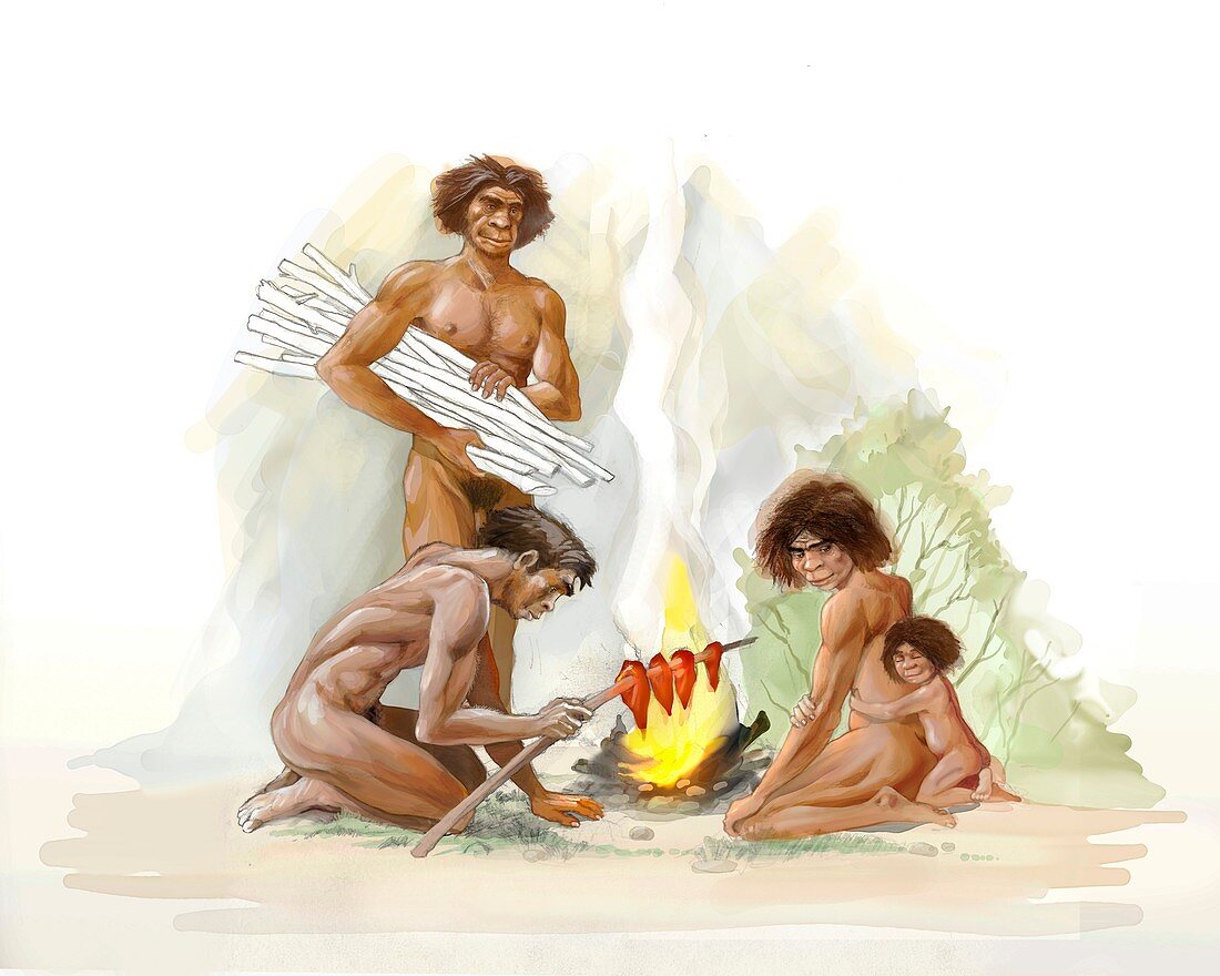 Homo erectus family, illustration